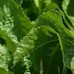 Horseradish: sowing, cultivation, harvest